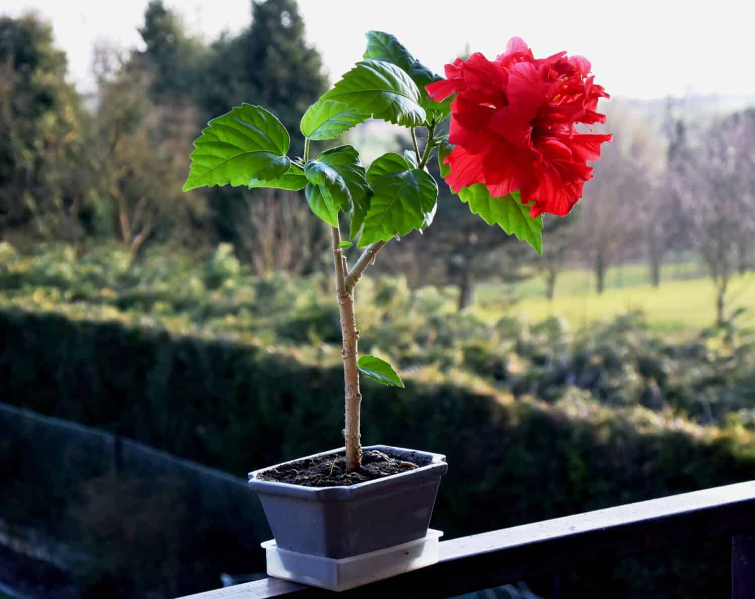 hibiscus bonsai  