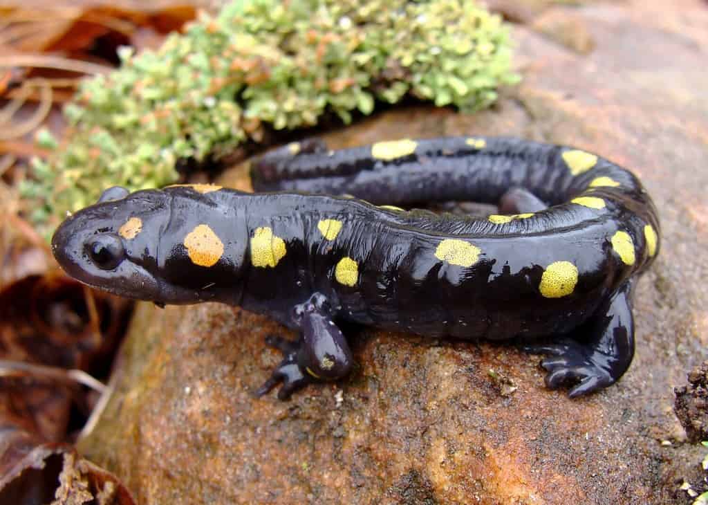 Spotted Salamander, Ambystoma maculatum, one of the most colorful salamanders in the United States