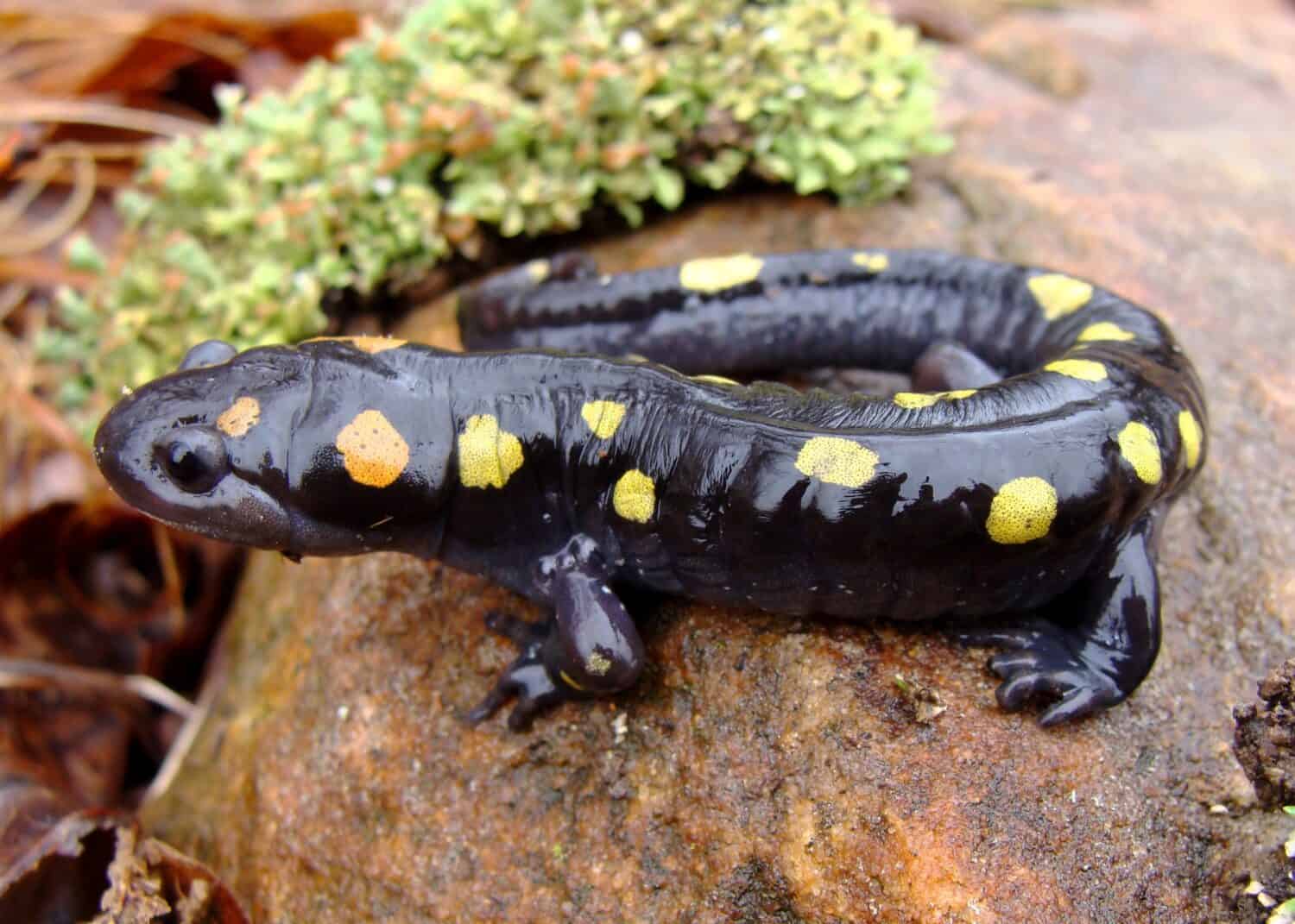 Spotted Salamander, the state amphibian of South Carolina