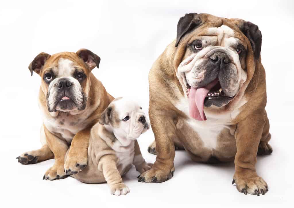 english Bulldog puppy and adult dog