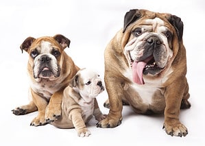 English Bulldog Pregnancy: Gestation Period, Weekly Milestones, and Care Guide Picture
