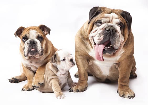 English Bulldog Pregnancy: Gestation Period, Weekly Milestones, and 