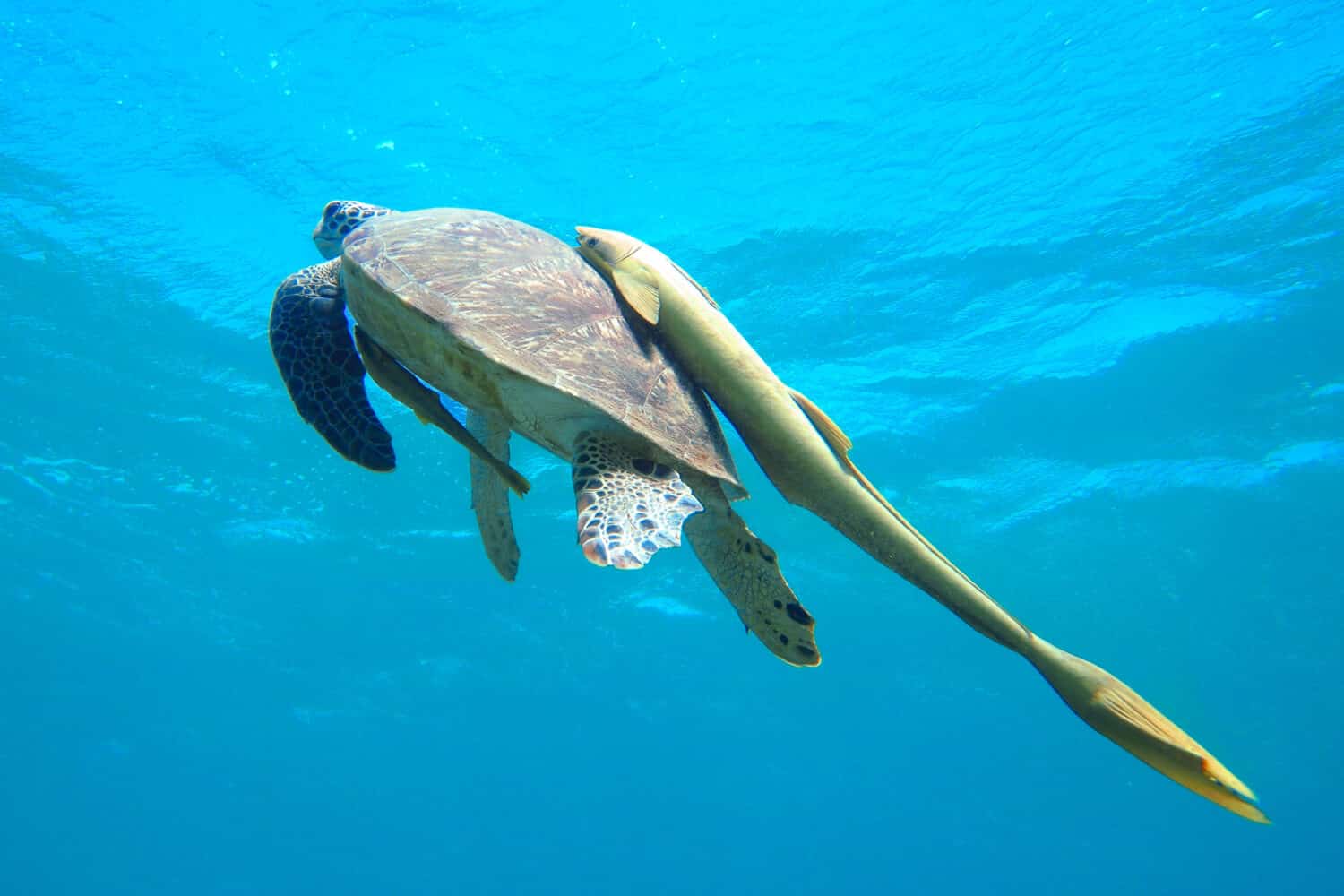 Green turtle (Chelonia mydas) with yellow remora (Echeneidae)