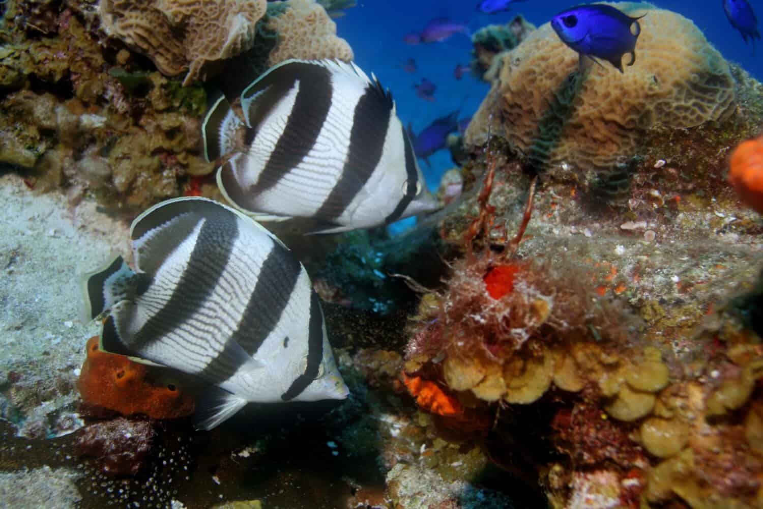 Banded Butterfly-fish