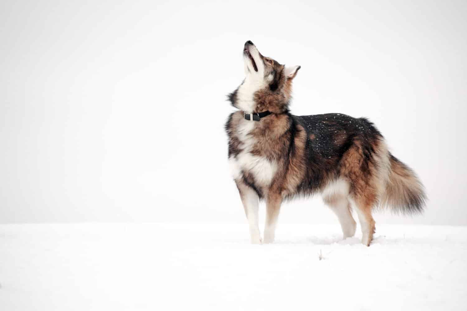 Utonagan dog playing in the snow