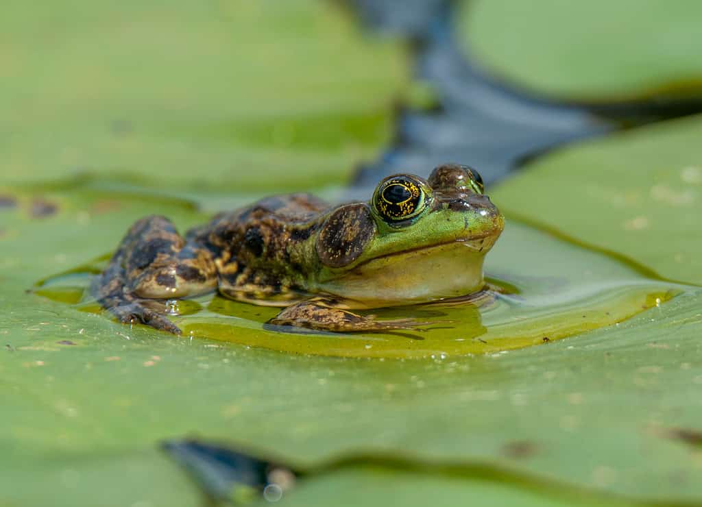 large eyed Mink Frog sits on floating lily pads during its early summer breeding season in a northern Wisconsin wetland.