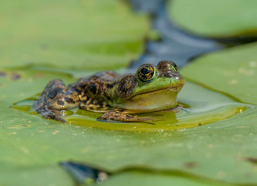  large eyed Mink Frog sits on floating lily pads during its early summer breeding season in a northern Wisconsin wetland.