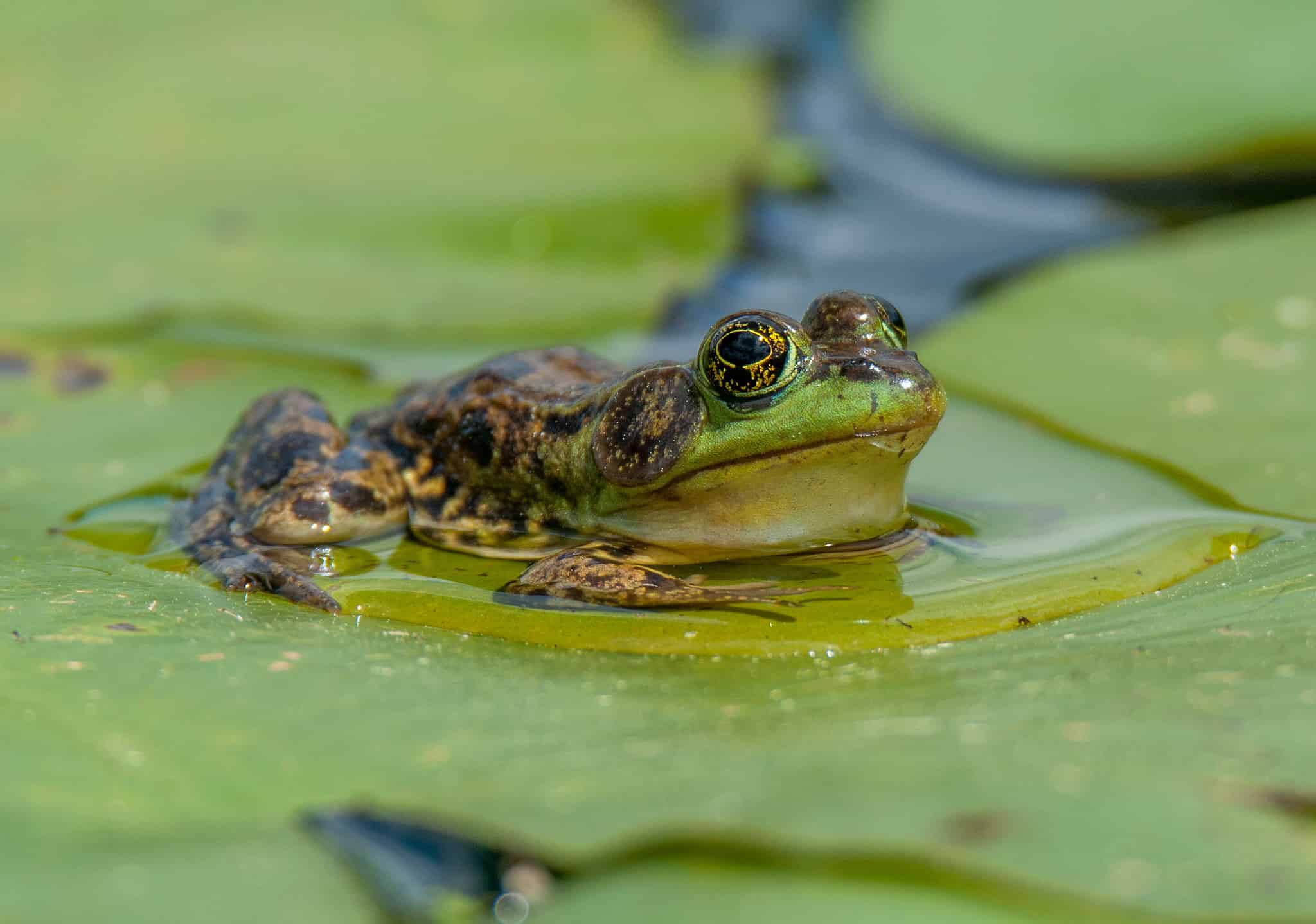 Pet Frog Prices 2024: Purchase Cost by Type, Supplies, Food, and More