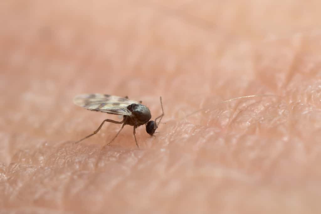 Midges pack a powerful and painful bite