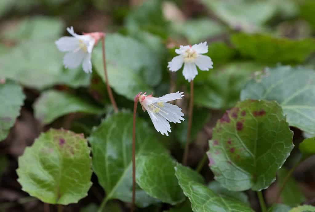 The Oconee Bell is a delicate rare wildflower that grows naturally in two places on earth, one being the moist wooded areas in Devils Fork State Park