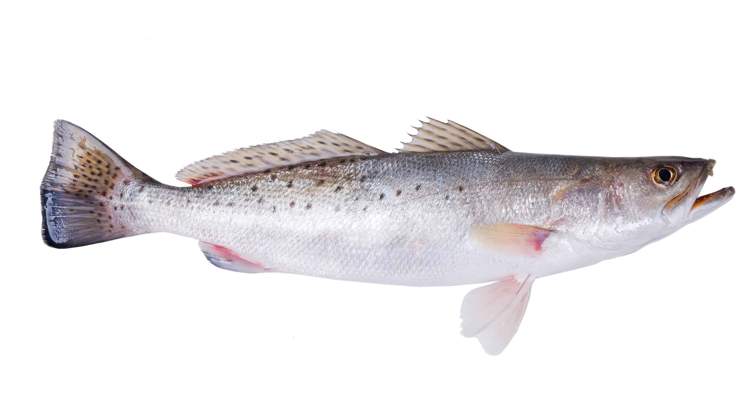 Spotted Seatrout