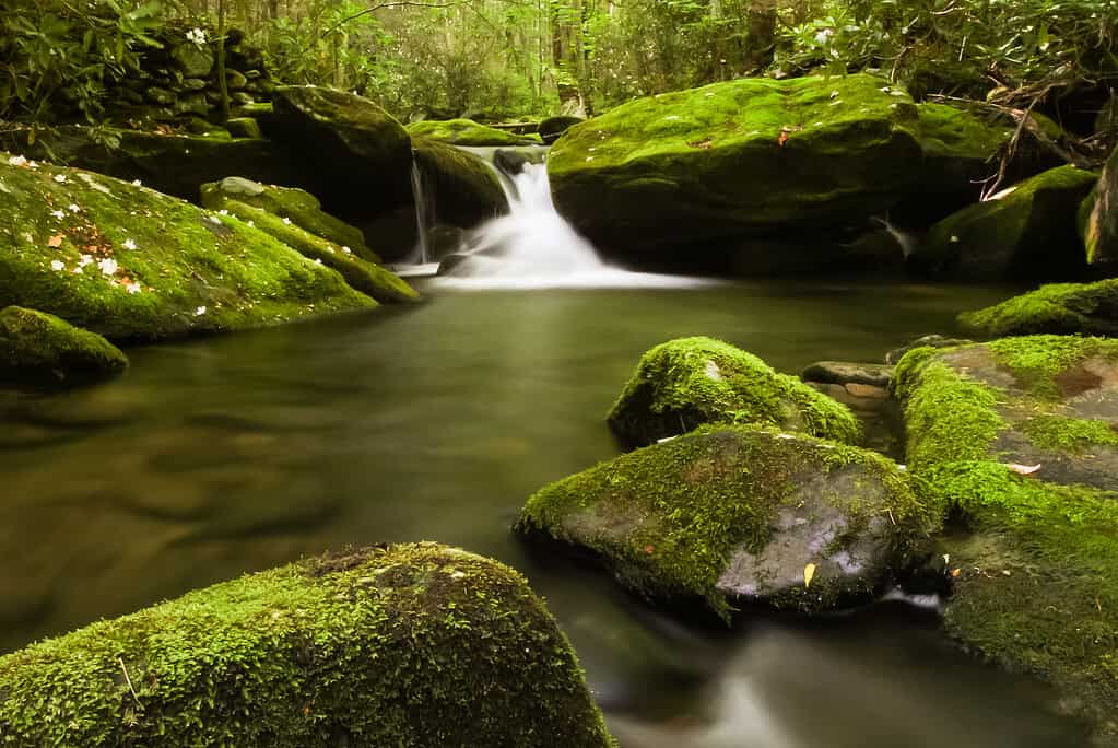 A creek flowing over mossy rocks in a forest. Elkmont, Great Smoky Mountains National Park, USA.