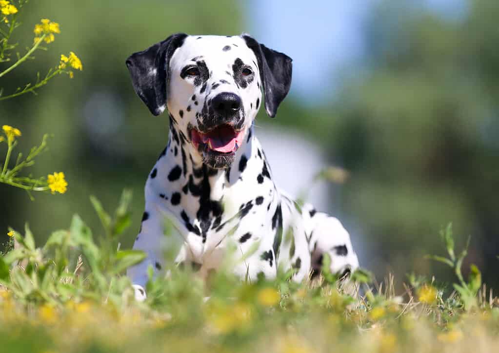 A Dalmatian looking inquisitively at the camera, with its signature spots and bright eyes. 