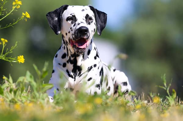 Portrait of cute Dalmatian dog.