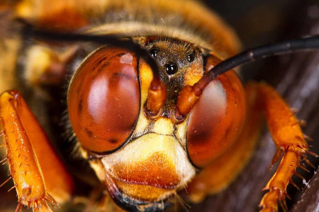The cicada killer wasp is the largest wasp in the world