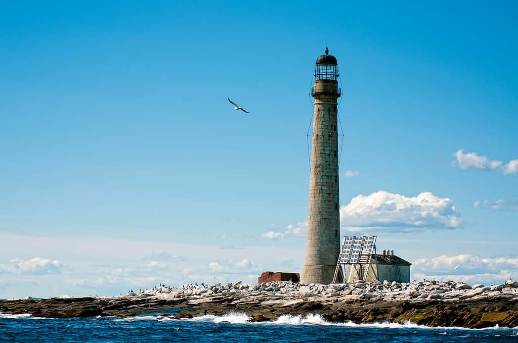Seagull flies by the stone tower of Boon Island lighthouse.