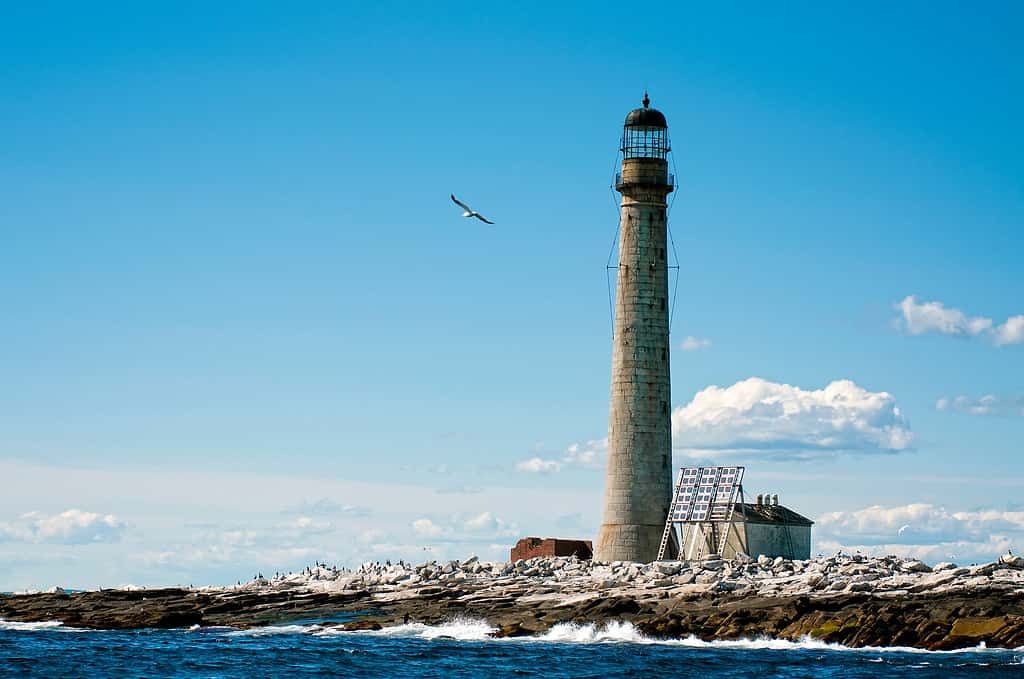 Seagull flies by the stone tower of Boon Island lighthouse, the tallest beacon in New England on a summer day. The lighthouse is located on a tiny rock island.