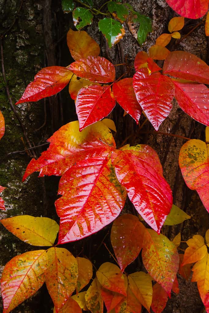 Poison ivy leaves in the fall that have turned red.