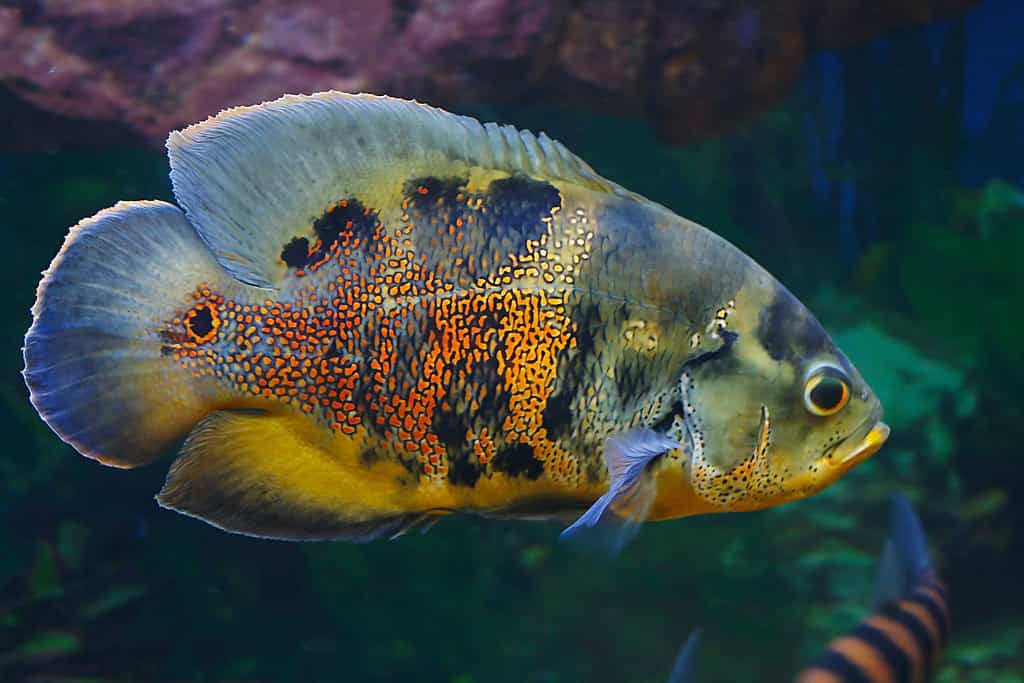 Oscar fish (Astronotus ocellatus)