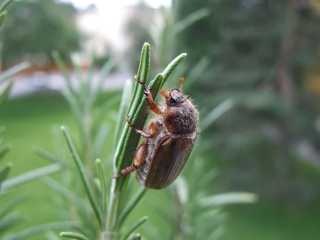 The European chafer beetle is typically active during Indiana's summer months