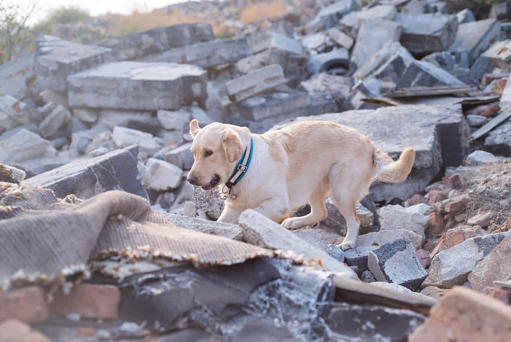 Dog Searches for Injured Following Earthquake