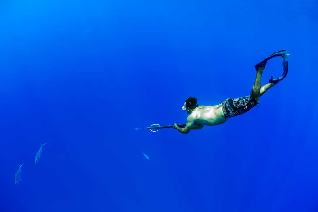 Spear fisherman targeting amberjack in the blue waters of the Gulf of Mexico near Anna Maria Island, Florida.