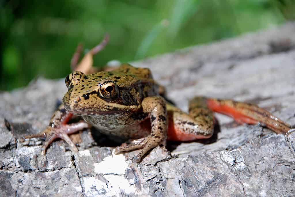 Northern red-legged frog in the Pacific Northwest, USA.