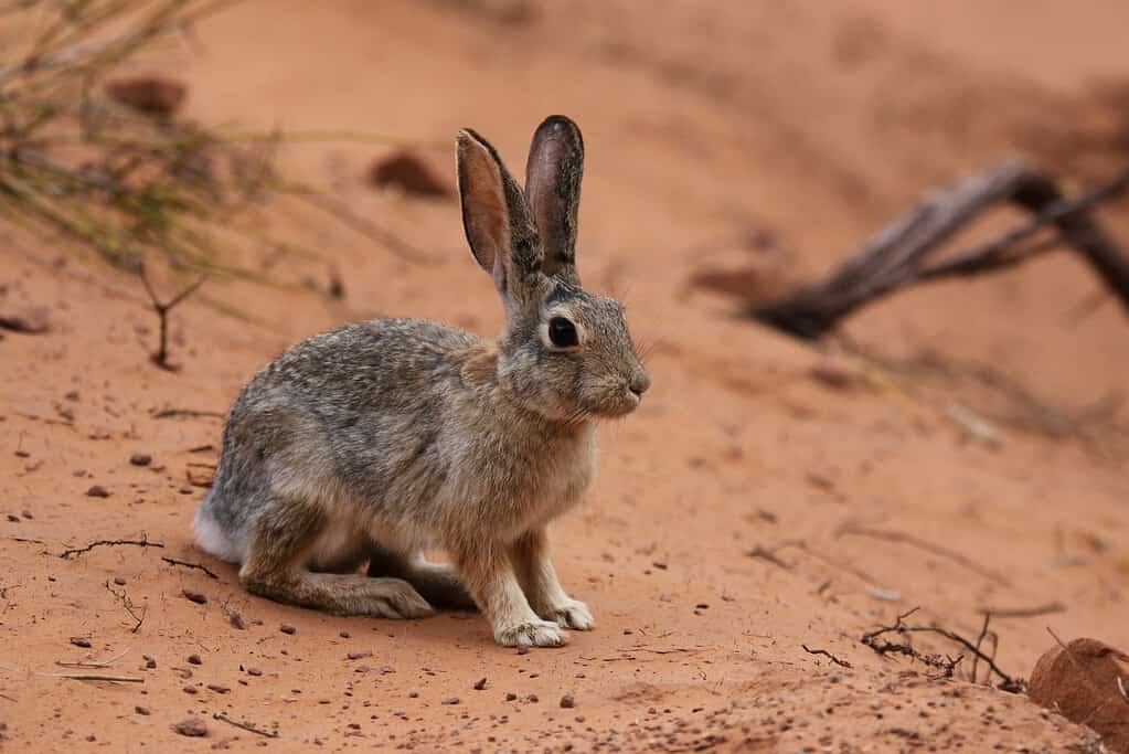 A Desert Cottontail (Sylvilagus audubonii) sitting in the sand in Arches National Park, Utah.