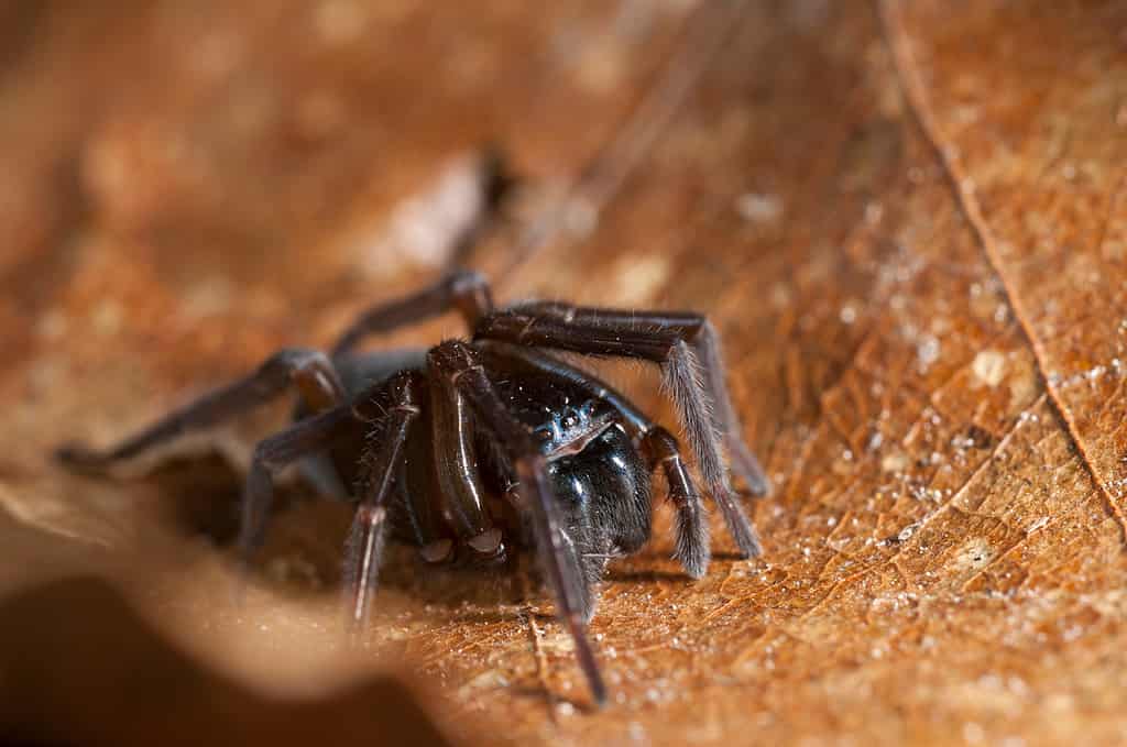 Amaurobius ferox, black lace-weaver spider can be found in Connecticut