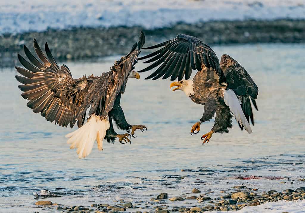 Two bald eagles have a mid-air confrontation over a salmon dinner. Chilkat River Bald Eagle Preserve, Haines, Alaska.