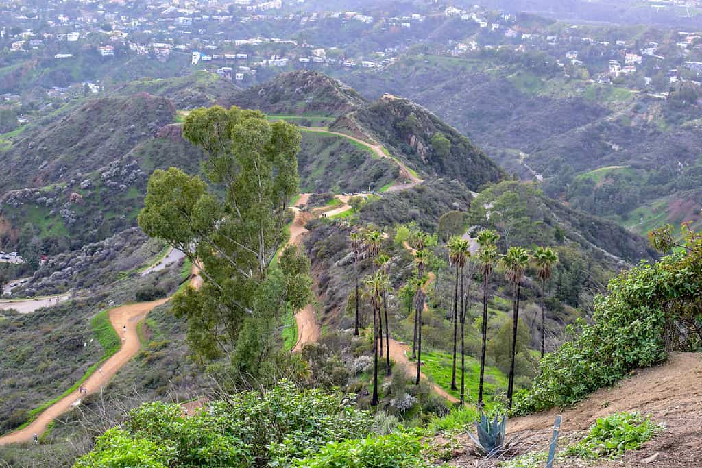 Photo of nature in Los Angeles with Mount Hollywood trail in the foreground and the City of LA in the background.