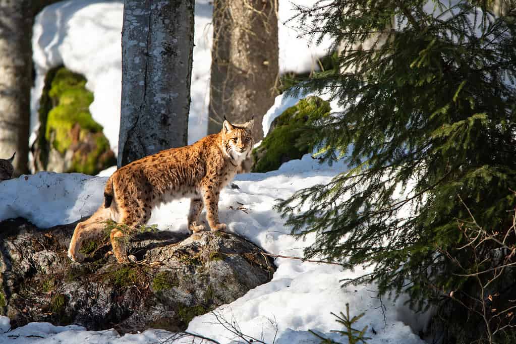 A Eurasian lynx treks through the snow in Bavarian Forest National Park.