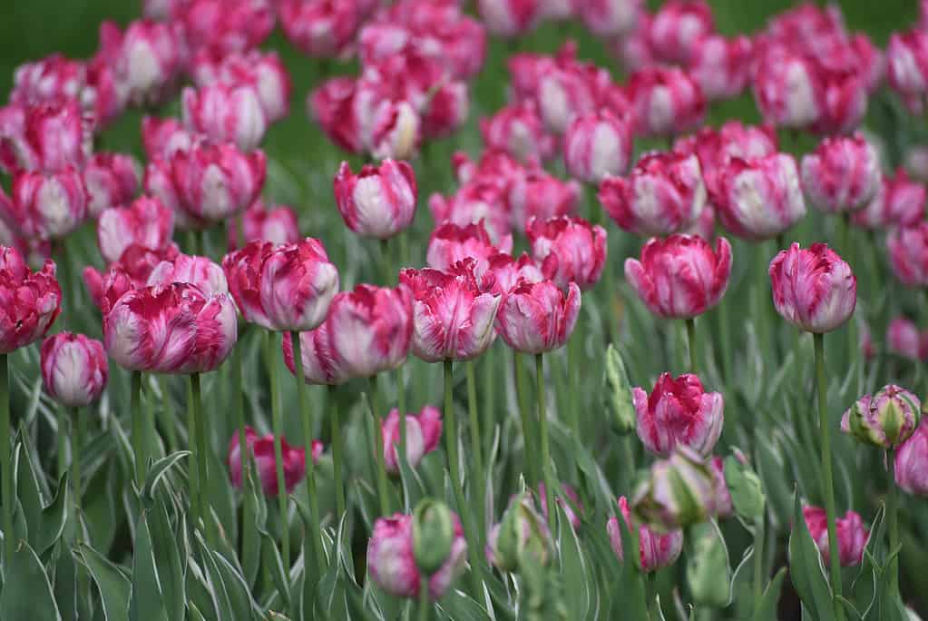 Blooming Silver Parrot tulips during the tulip festival 2018 in Elagin Park in St.Petersburg