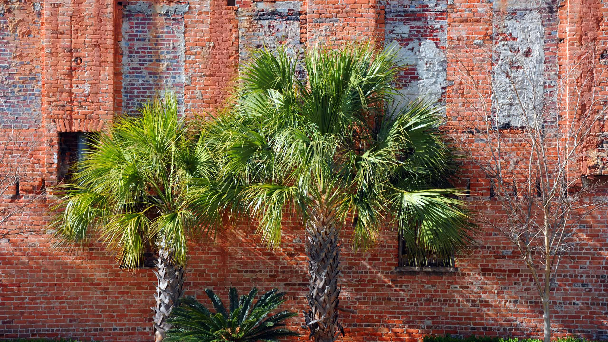 Two palm trees growing outside of a brick building in Columbia, South Carolina.