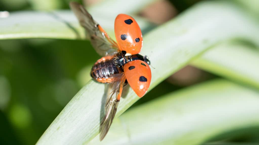 A red ladybug on a green leaf, which has just launched and spread its wings.