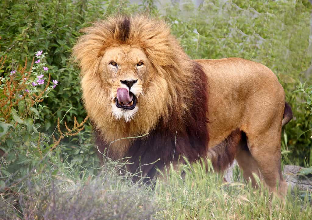 Male,Lion,Licking,His,Lips