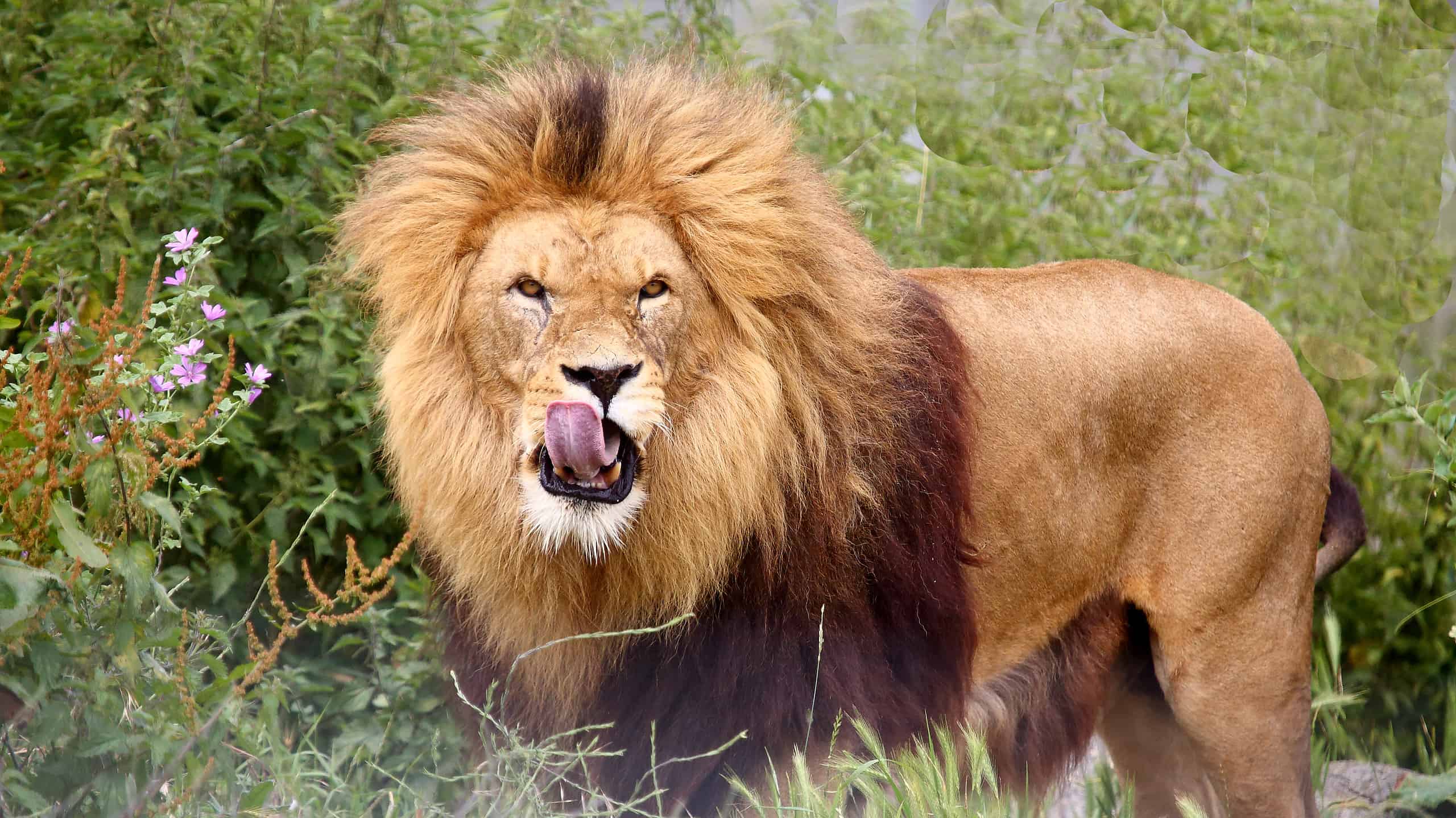 Largest Lion In The World