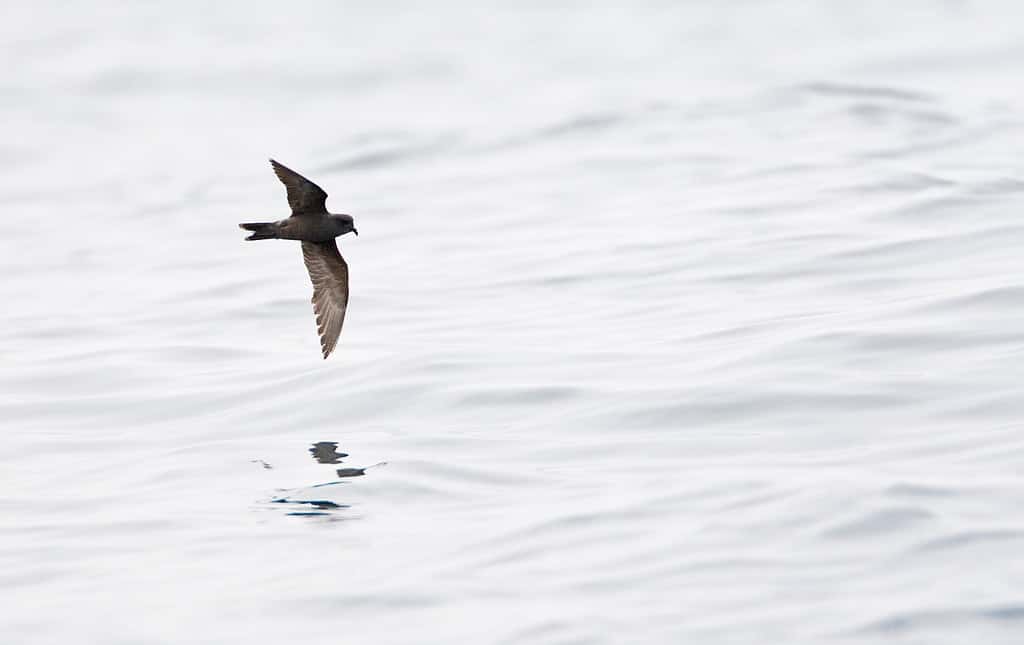 An Ashy Storm-Petrel or Oceanodroma homochroa flying over water.