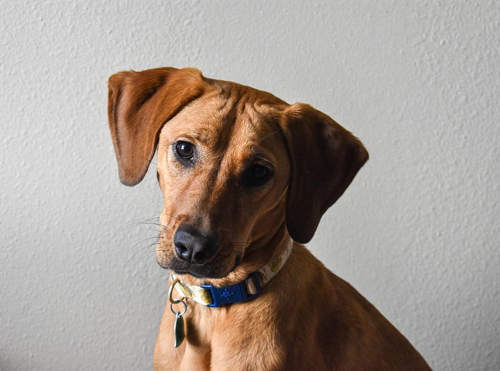 Blood Hound Mutt Mixed Puppy