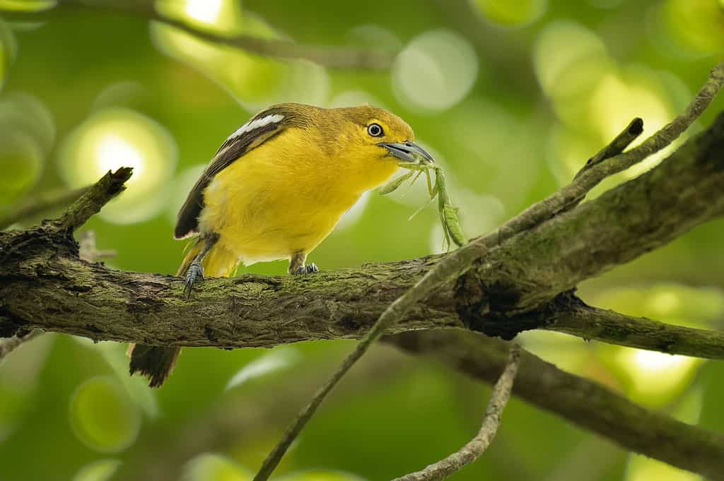  Aegithina tiphia small yellow and black passerine bird found across the tropical Indian subcontinent with populations showing plumage variations, hunting insects - mantis.