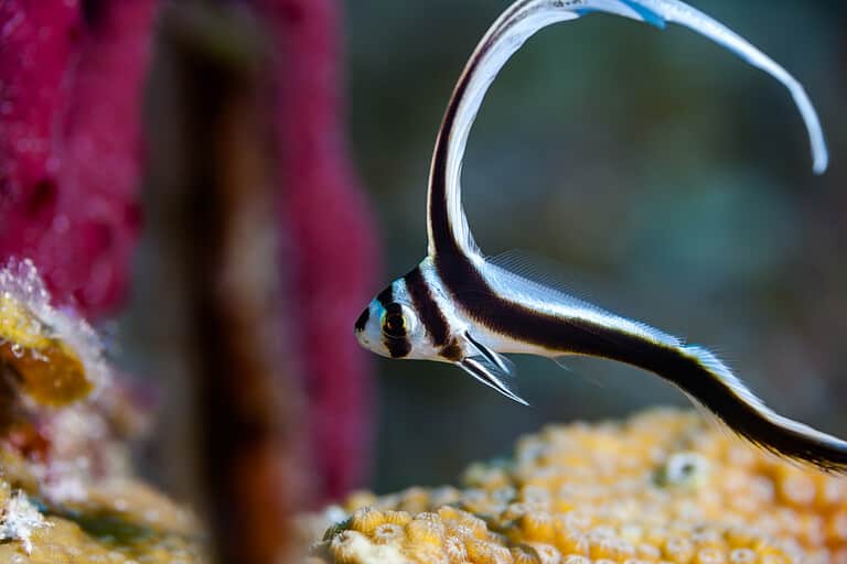 Juvenile spotted drum