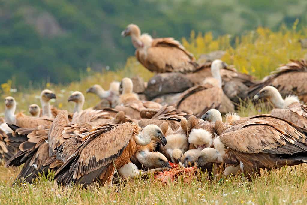 A group of vultures feeding