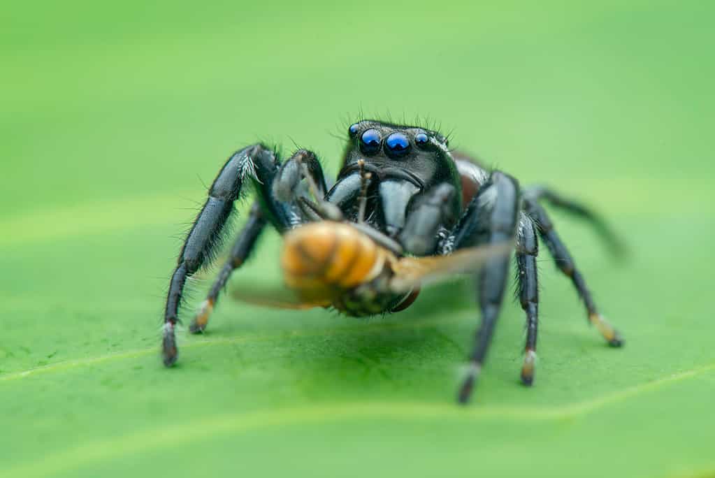 Male Paraphidippus aurantius, emerald jumping spider