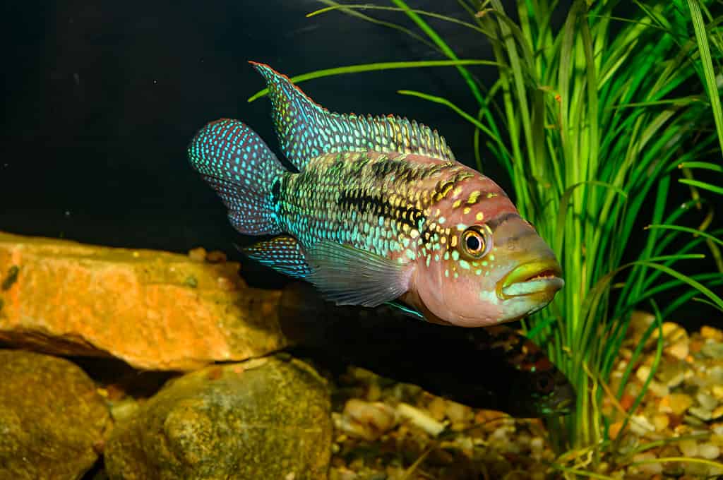 Jack Dempsey fish in an aquarium