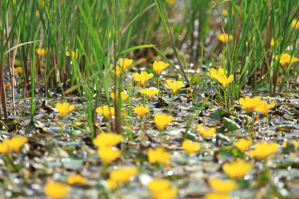 yellow floating heart