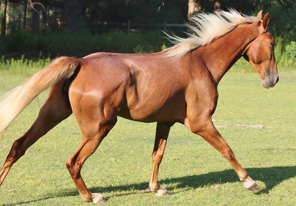 red roan Tennessee walking horse running