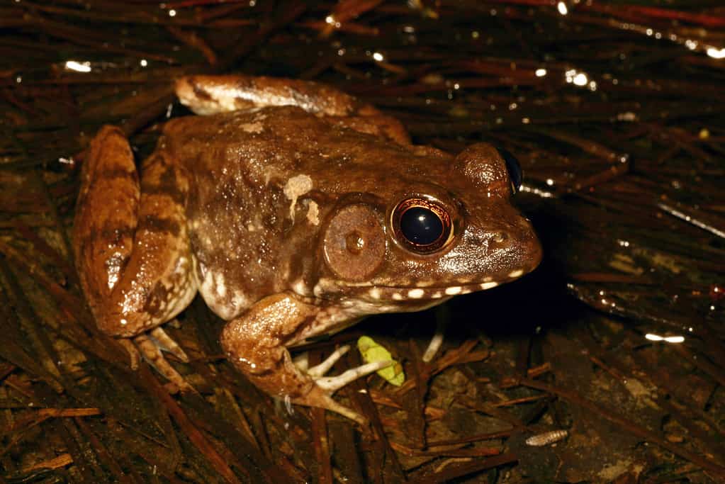 A male bronze frog (Lithobates clamitans clamitans) seen at night.