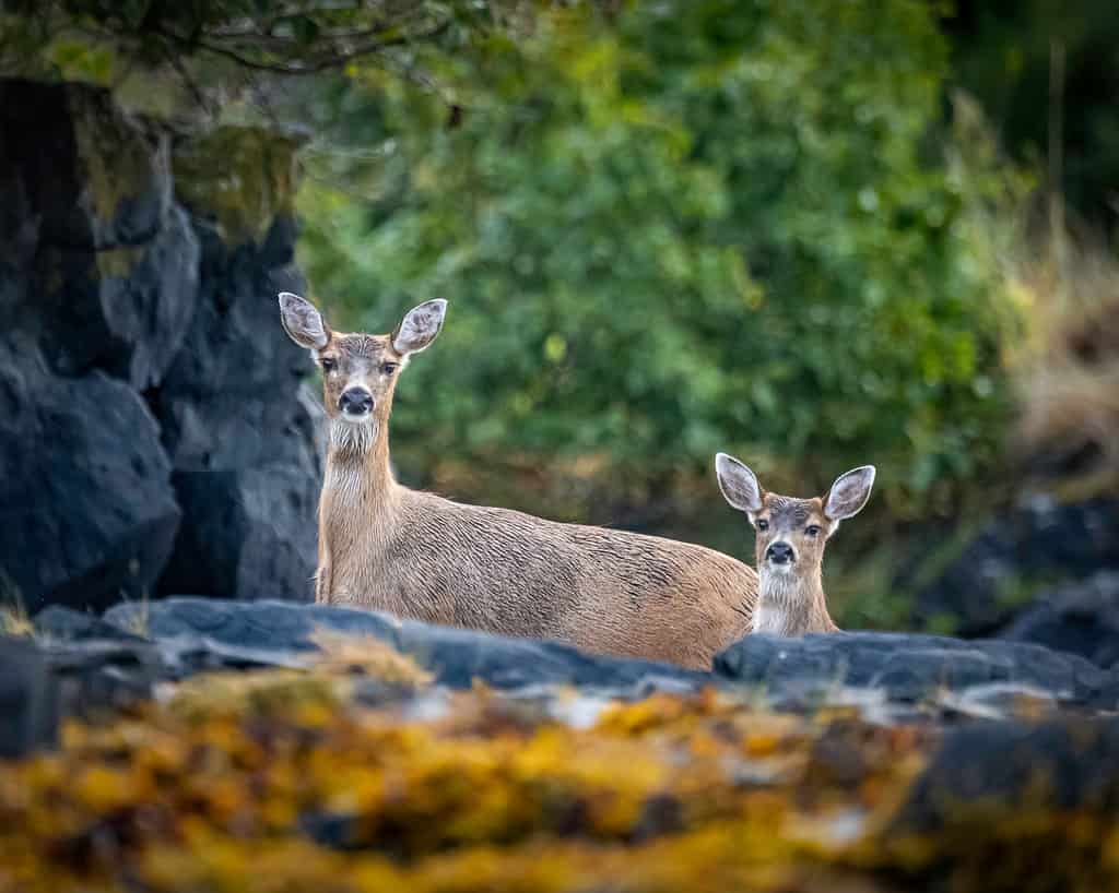 Sitka Black-tailed Deer in Alaska