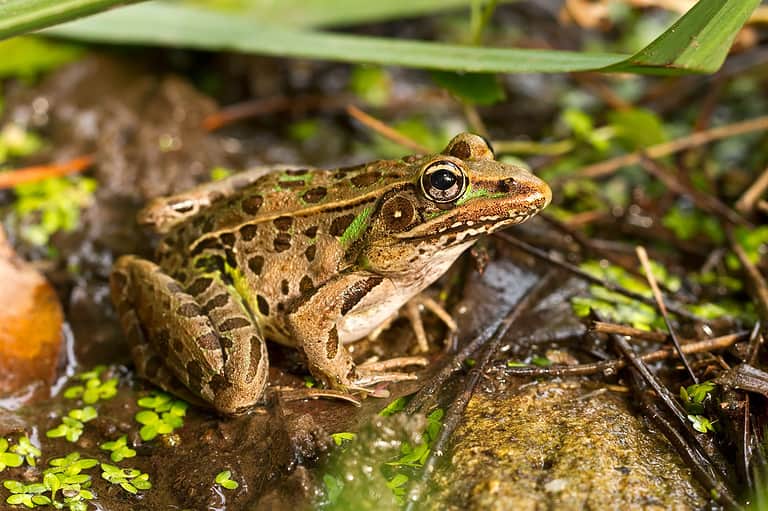 Southern Leopard Frog Lithobates