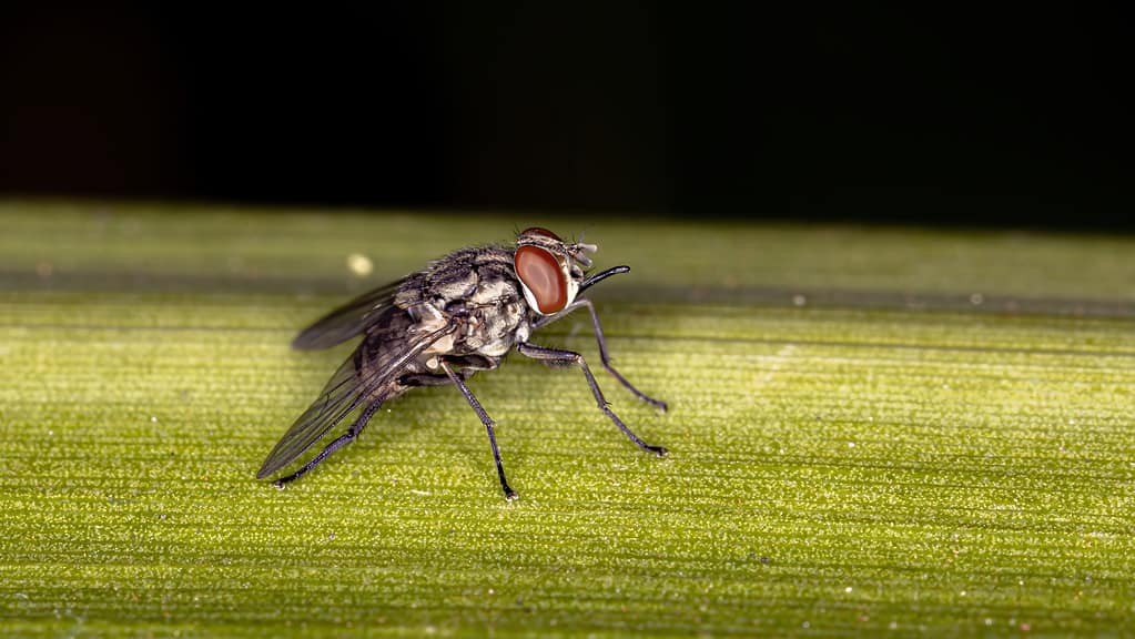 Stable fly, Stomoxys calcitrans